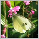 Pieris brassicae - Grosser Kohlweissling 04.jpg